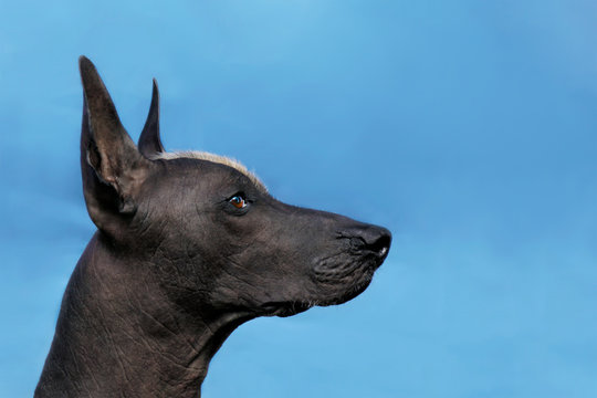 Profile portrait of adult Xolotizcuintle dog (Mexican Hairless), male standard size. Beautiful dog with red mohawk on the head, harsh attentive look. Blue background, copy space.