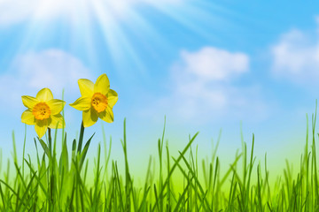 Fototapeta na wymiar sunshine on blooming daffodils