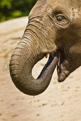 Asiatischer Elefant (Elephas maximus)
