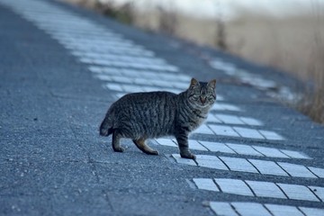 Stray cats〜狸じゃないよ。