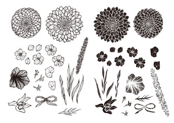 和柄　菊と桜の手書きイラスト素材　ベクター