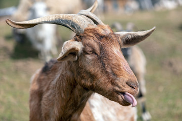 Ziegenbock streckt die Zunge heraus