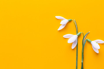 Fresh snowdrops on yellow background with place for text. Spring greeting card.