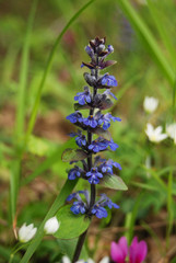 infiorescenza di Bugola (Ajuga reptans) in primo piano
