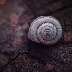 snail in the nature