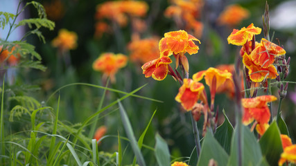 The orange yellow canna lily.16:9 style