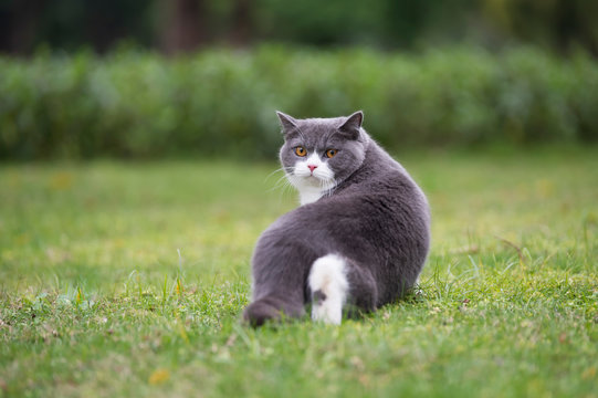 Cute British short-haired cat in park grass