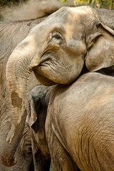 Asiatischer Elefant (Elephas maximus)
