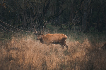  Beautiful deer in the natural park of salburua, vitoria, alava, basque coutry, spain