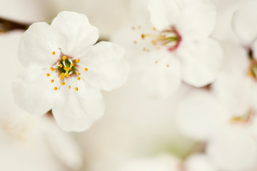 Macro photo of cherry blossoms