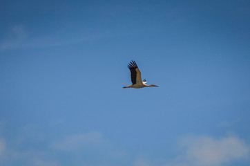 Stork flying in a blue sky. Animal