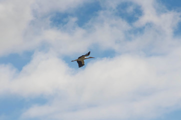 Stork flying in a blue sky. Animal