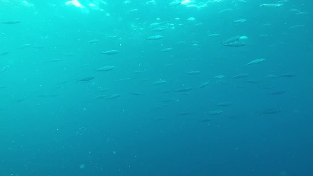 Mackerel fish on blue background 