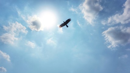 Blue Sky and a bird