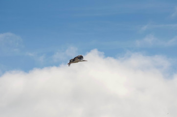 Stork flying in a blue sky. Animal