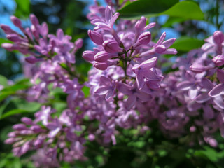 Obraz premium Soft blurred macro focus of pink lilac Syringa microphylla flowers on blurred bush. Spring bloom on a sunny day. Nature concept for design