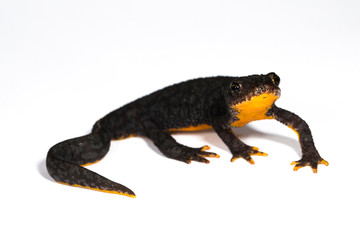 Freigestellter Bergmolch vor weißem Hintergrund in der Seitenansicht