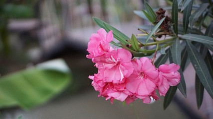pink oleander flower in the garden