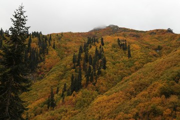 Colorful Trees in Autumn Season.savsat/artvin 