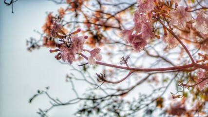 tree in blossom