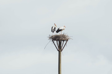  Couple of storks in the park of Salburua in vitoria, Alava, Basque Country, Spain