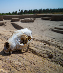 Naklejka premium Skull of a predator on a rock in the desert