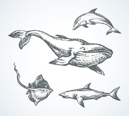 Shark. Vector drawing