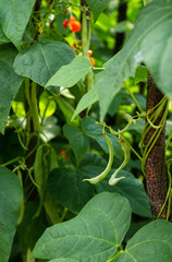 Organic Green bean plant in a garden vertical photo