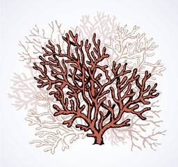 Coral. Vector drawing