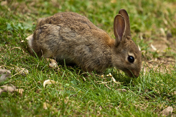 Wildkaninchen (Oryctolagus cuniculus)