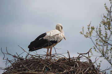  Beautiful stork in the natural park of Salburua, vitoria, Alava, Basque Country, Spain