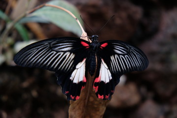 Papillon