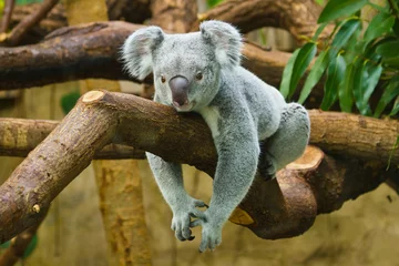 Gordijnen Koala (Phascolarctos cinereus)   © Jearu