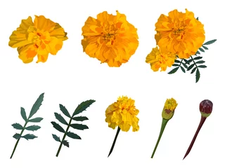 Gelb mit orangefarbener Ringelblume. Satz. Vektor-Illustration. © Julia Shamayaeva