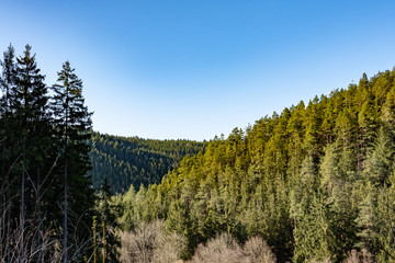Coniferous forest landscape