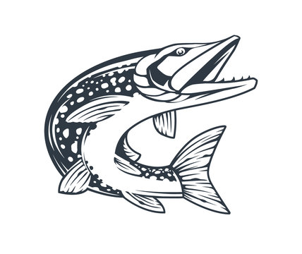 Pike Fish Monochrome Vector Isolated