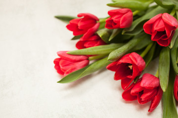 A bouquet of seveen red tulips in a row on a gray background. space for text and copy.