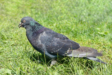 Portrait of a gray pigeon on the green grass in the sun .