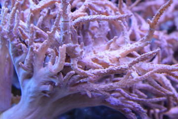 Corals are marine invertebrates within the class Anthozoa of the phylum Cnidaria. They typically live in compact colonies of many identical individual polyps © Taisiia