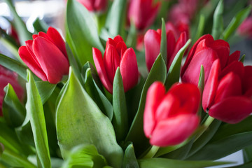Red fresh spring tulips with selective focus are wonderful bright
