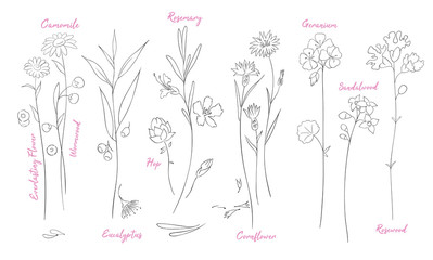 Wildflowers one line drawings set.