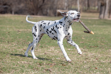 Adorable  Dalmatian dog outdoors in spring. Selective focus