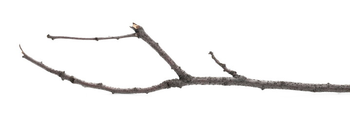 Dry twig, branch isolated on white background