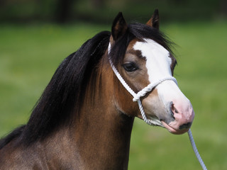 Naklejka premium Pretty Welsh Pony