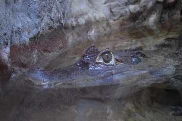 A caiman is an alligatorid crocodilian belonging to the subfamily Caimaninae, one of two primary lineages within Alligatoridae, the other being alligators