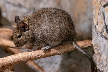 Close-up portrait of cute animal small pet chilean common degu