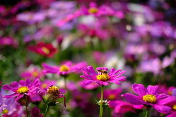 Beautiful nature Pinks flower  in nature garden.
