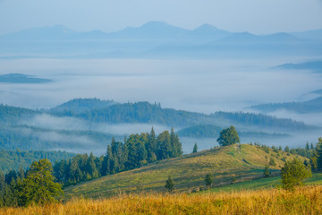 Fototapeta na wymiar Carpathian mountains covered with forest. Summer morning. Fog in the valley. Blue peaks in the rear plan.