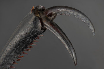 Ground beetle claw under microscope. 