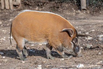 Red river hog, Potamochoerus porcus outdoor, also known as the bush pig